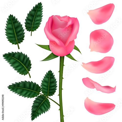 Realistic Detailed 3d Pink Flower Rose Set. Vector