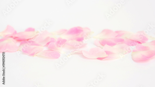 Fototapeta Naklejka Na Ścianę i Meble -  Close up of white and pink rose flower for a background, soft focus.
