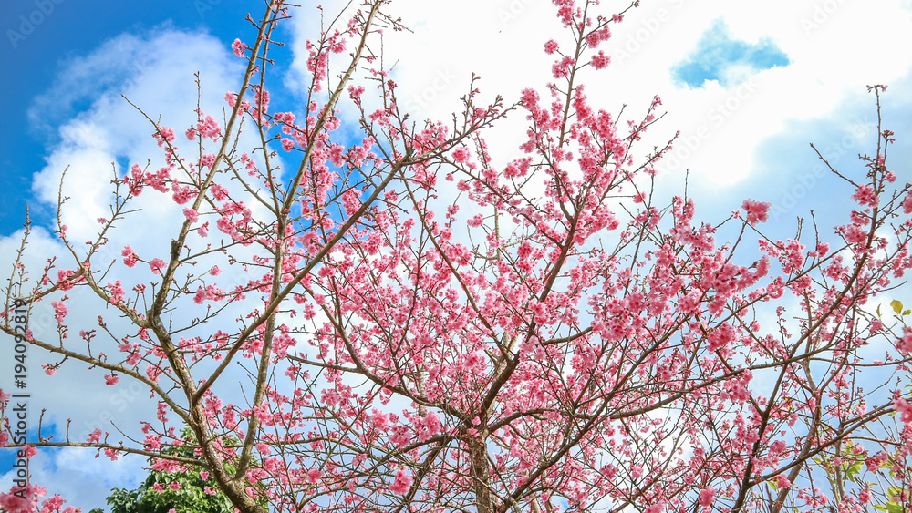 Wild Himalayan Cherry or Prunus cerasoides in science name blooming on winter season at Royal Agricultural Station Angkhang, Thailand Wild Himalayan Cherry or Prunus cerasoides in science name blooming on winter season at Royal Agricultural Station Angkhang, Thailand
