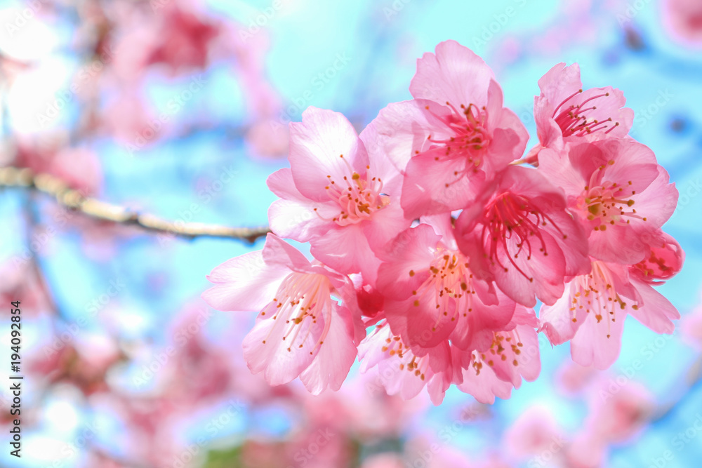 Naklejka premium Wild Himalayan Cherry or Prunus cerasoides in science name blooming on winter season at Royal Agricultural Station Angkhang, Thailand