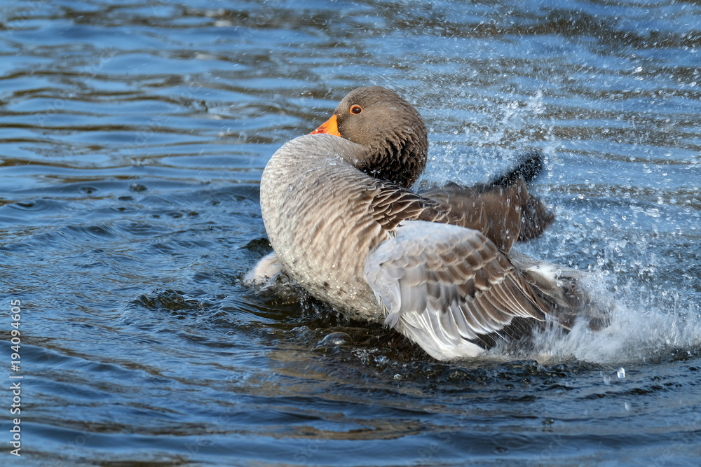 Fototapeta premium Greylag Goose preening and washing in fresh weater lake.