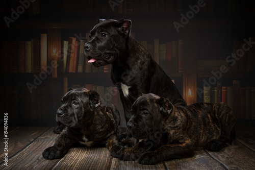 puppy cane Corso on library background