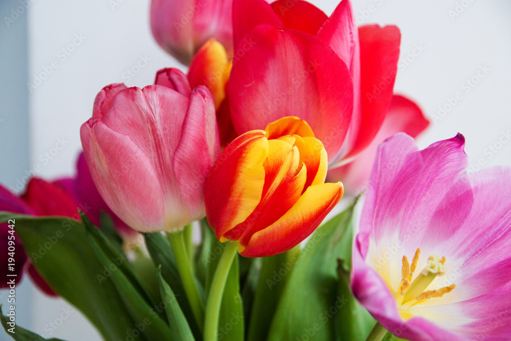 bright bouquet of tulips opened, a pleasant surprise for women