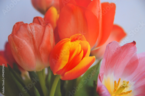 bright bouquet of unfolded tulips  close-up  toning