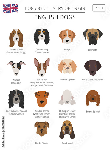 Dogs by country of origin. English dog breeds. Infographic template