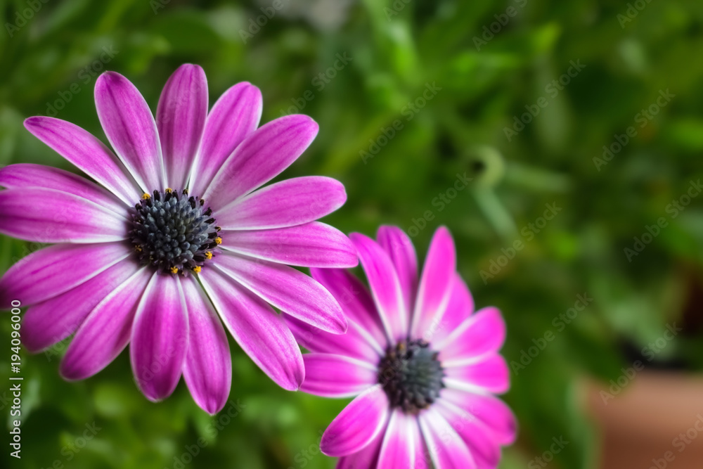 Obraz premium Two pink blue-eyed daisies (Osteospermum) on a green background