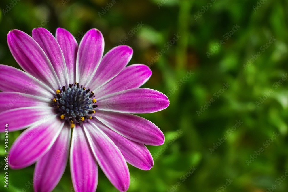 Isolated pink blue-eyed daisy (Osteospermum) Isolated pink blue-eyed daisy (Osteospermum)