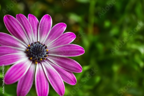 Isolated pink blue-eyed daisy (Osteospermum)