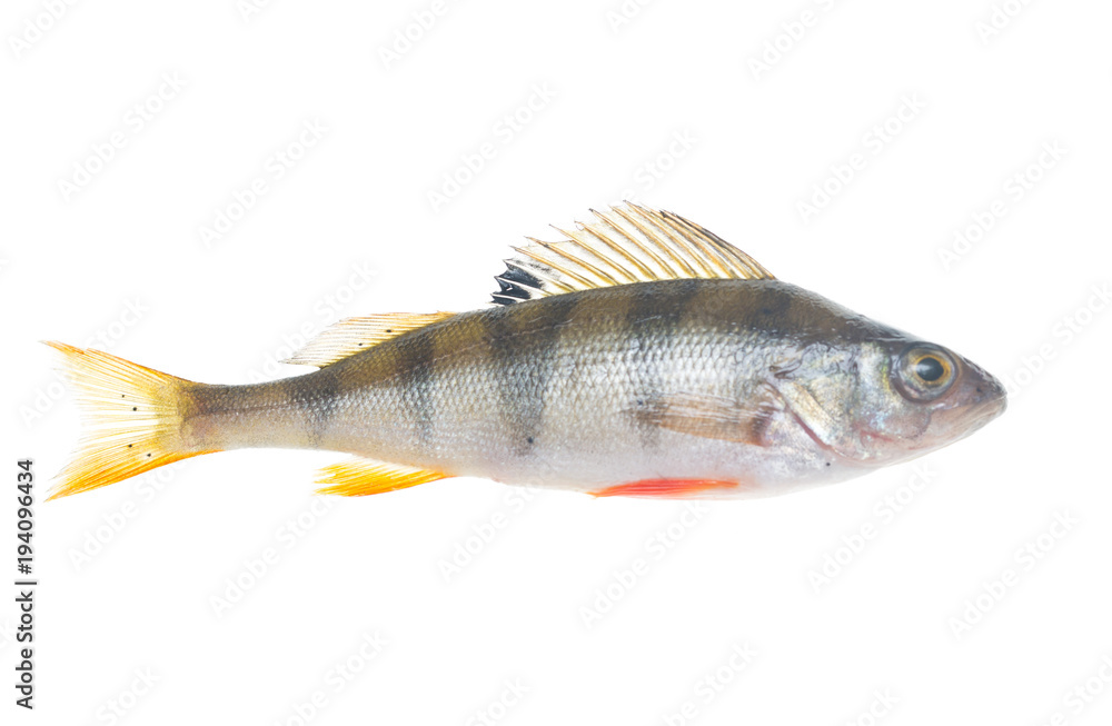 fish perch on white background