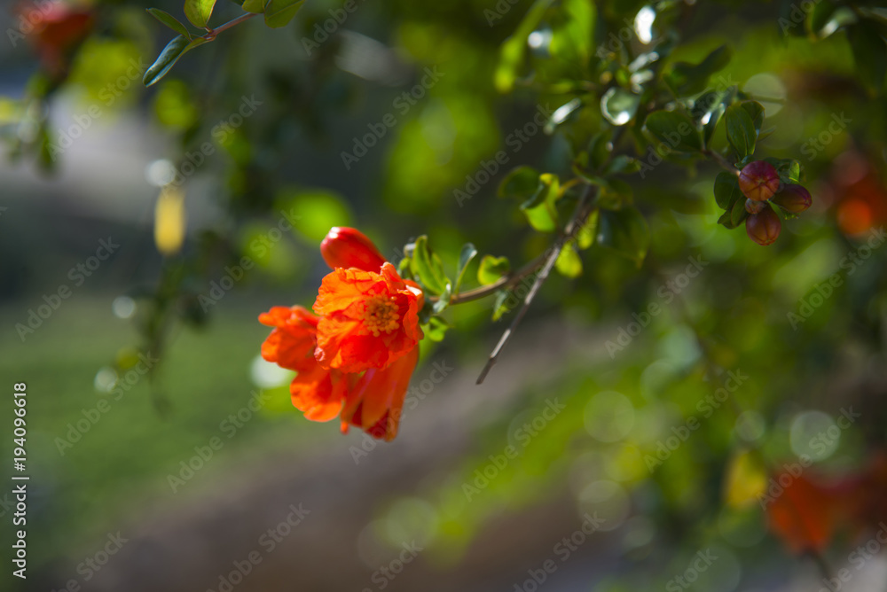 Bush and flowers of pomegranate Bush and flowers of pomegranate