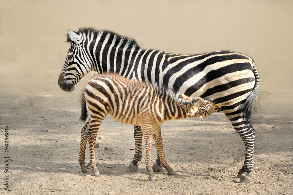 Zebra, Zebra,