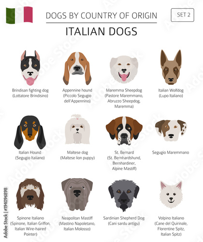 Dogs by country of origin. Italian dog breeds. Infographic template