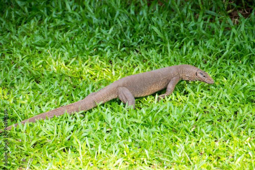 bindenwaran, varanus salvator salvator bindenwaran, varanus salvator salvator