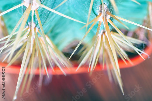 Selective focus, long yellow cactus spines.