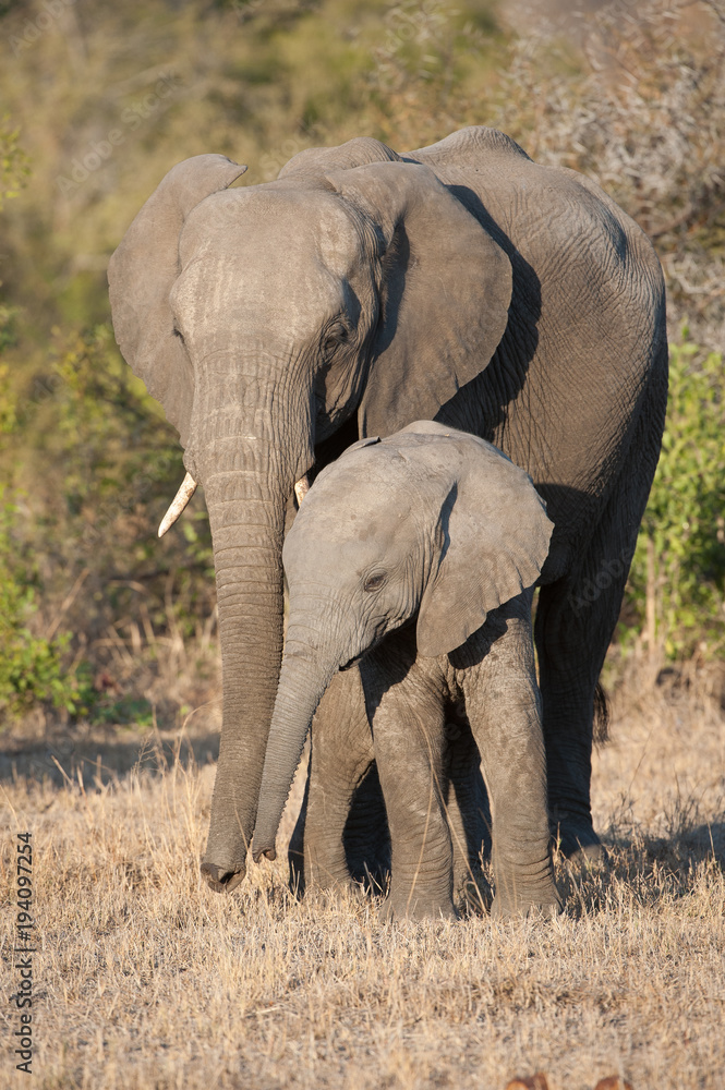 Fototapeta premium A vertical, side lit, full length, colour photograph of two elephants, Loxodonta africana, in the Greater Kruger Transfrontier Park, South Africa.