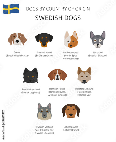 Dogs by country of origin. Swedish dog breeds. Infographic template