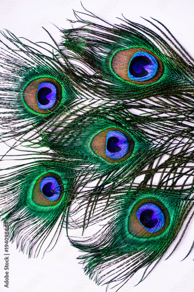 Obraz premium five peacock feathers on white background close up