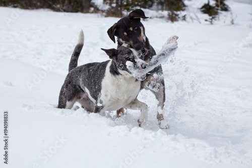 Dogs playing together in snow. Taken at Joffre Lakes, British Columbia, Canada.