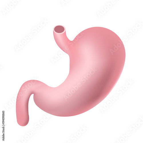 Vector realistic human stomach isolated on white background. Illustration of the human internal organ.