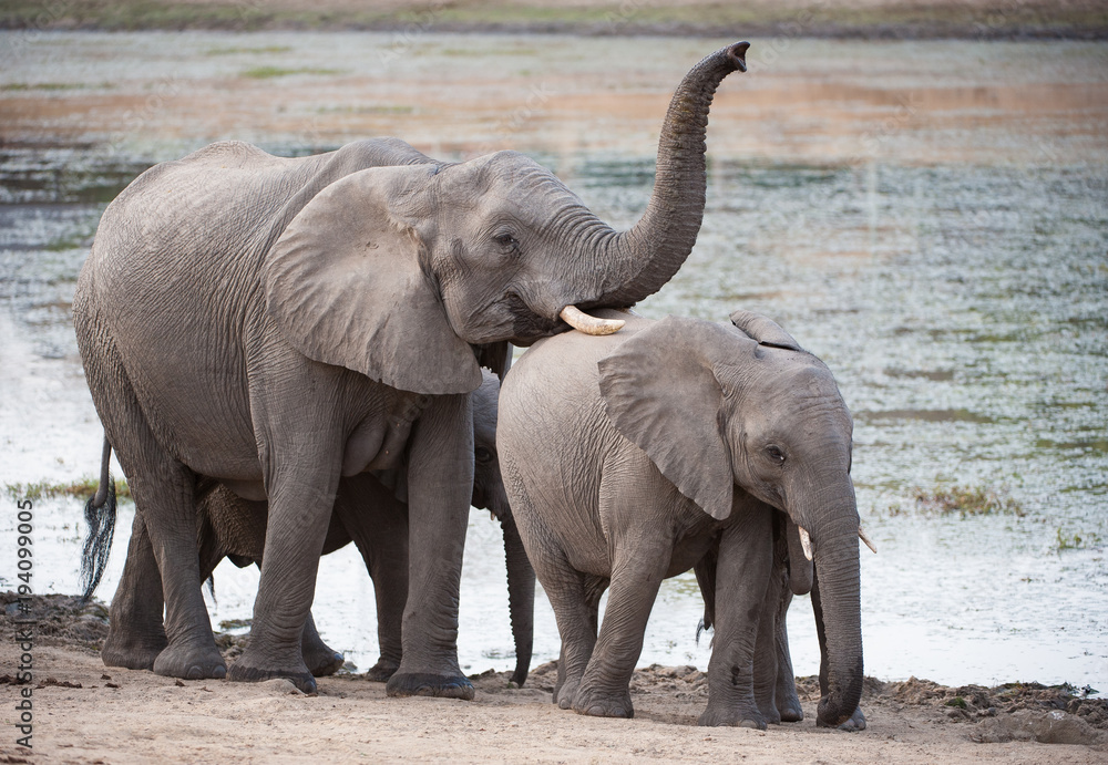 Obraz premium A horizontal, full length, colour photograph of a small elephant herd, Loxodonta africana, in the Greater Kruger Transfrontier Park, South Africa.