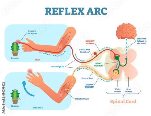 Spinal Reflex Arc anatomical scheme, vector illustration, with spinal cord, stimulus pathway to the sensory neuron, relay neuron, motor neuron and muscle tissue.  photo