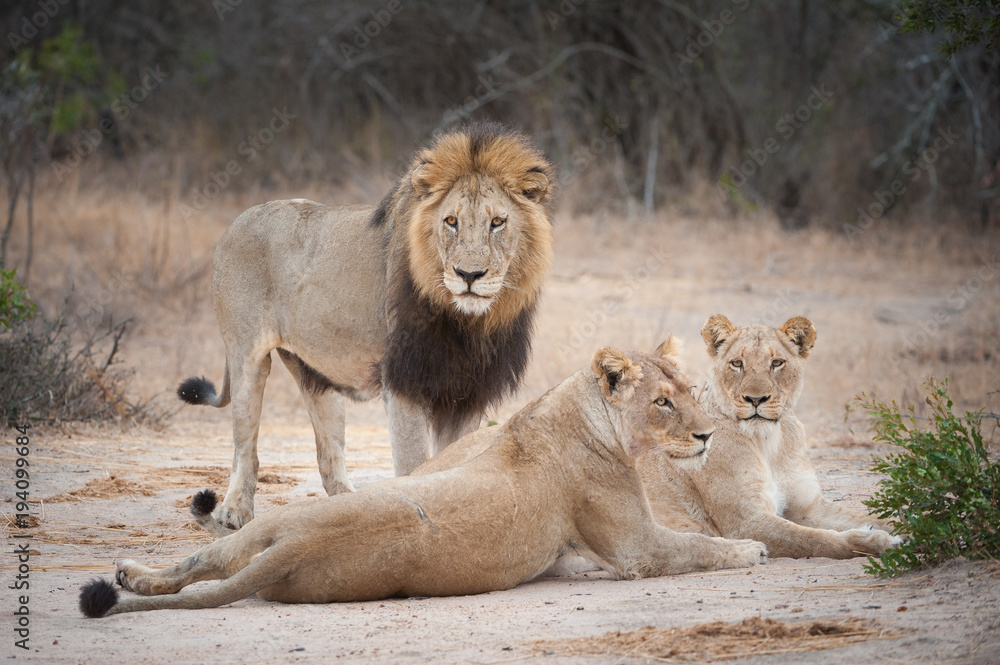 Fototapeta premium A horizontal, full length, colour photograph of one large male lion, Panthera leo, and two lionesses in the Greater Kruger Transfrontier Park, South Africa.
