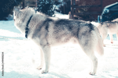 Grey wolf husky in the snow  