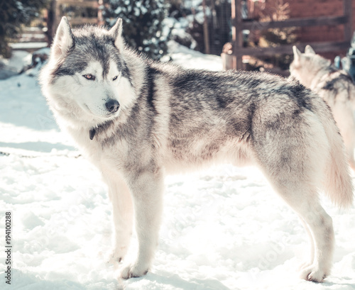 Grey wolf husky in the snow   © 2207918