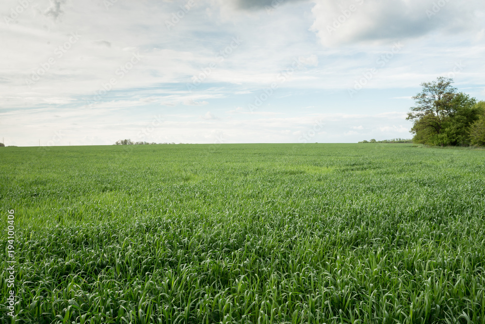 Fresh green field of wheat. landscape with sky and trees