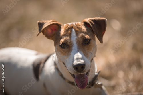 Jack russel