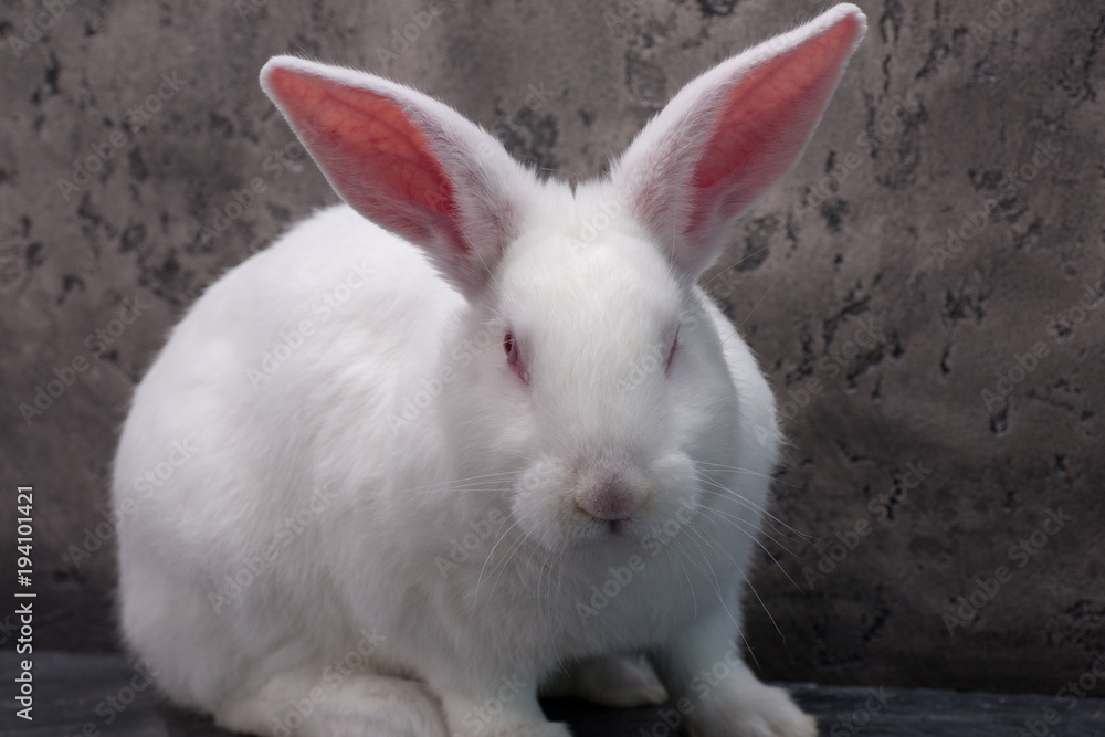 Rabbit in studio Rabbit in studio