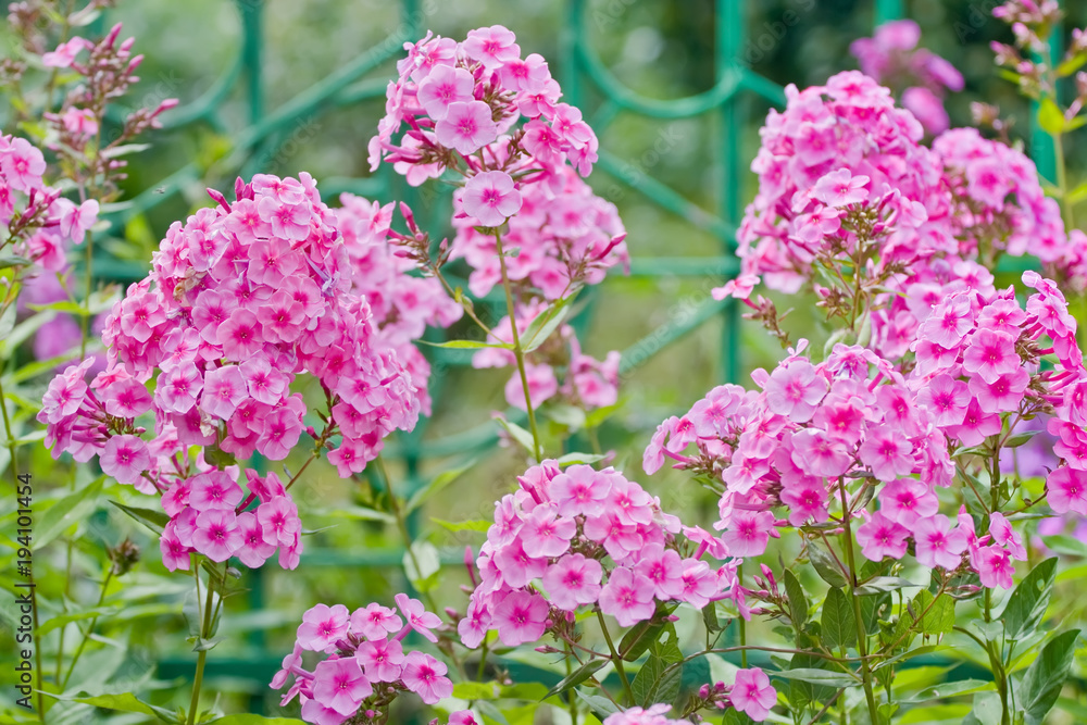 Pink phlox flowers