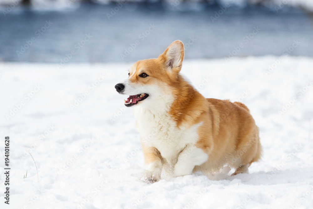 welsh corgi dog running outdoors in the snow welsh corgi dog running outdoors in the snow