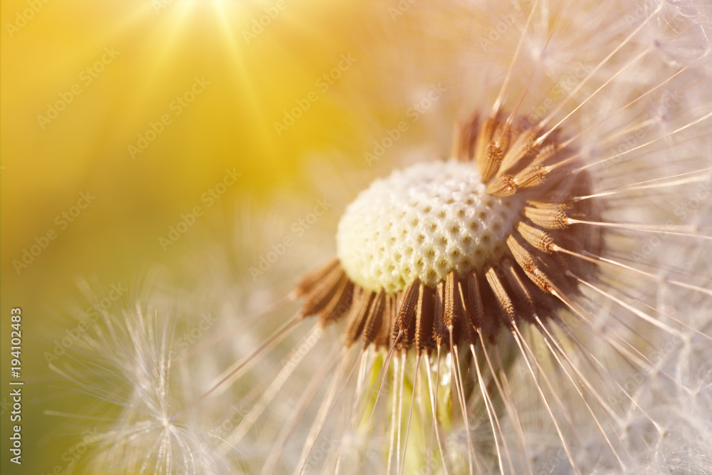 Obraz premium Dandelion flower in spring