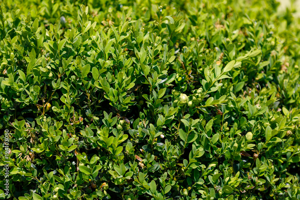 green leaf texture for background use green leaf texture for background use