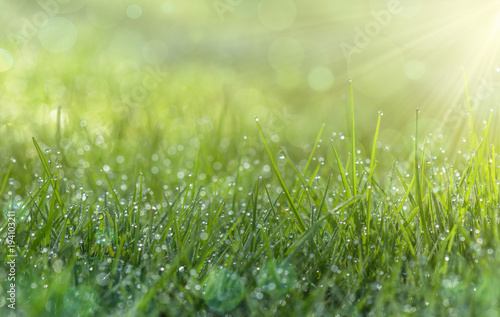 Frash green grass with dew drops closeup. Soft focus