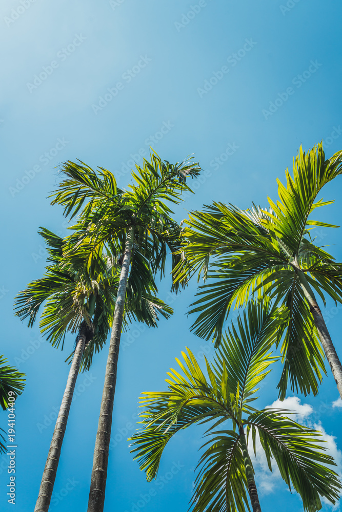 Palm trees in sunny day Palm trees in sunny day