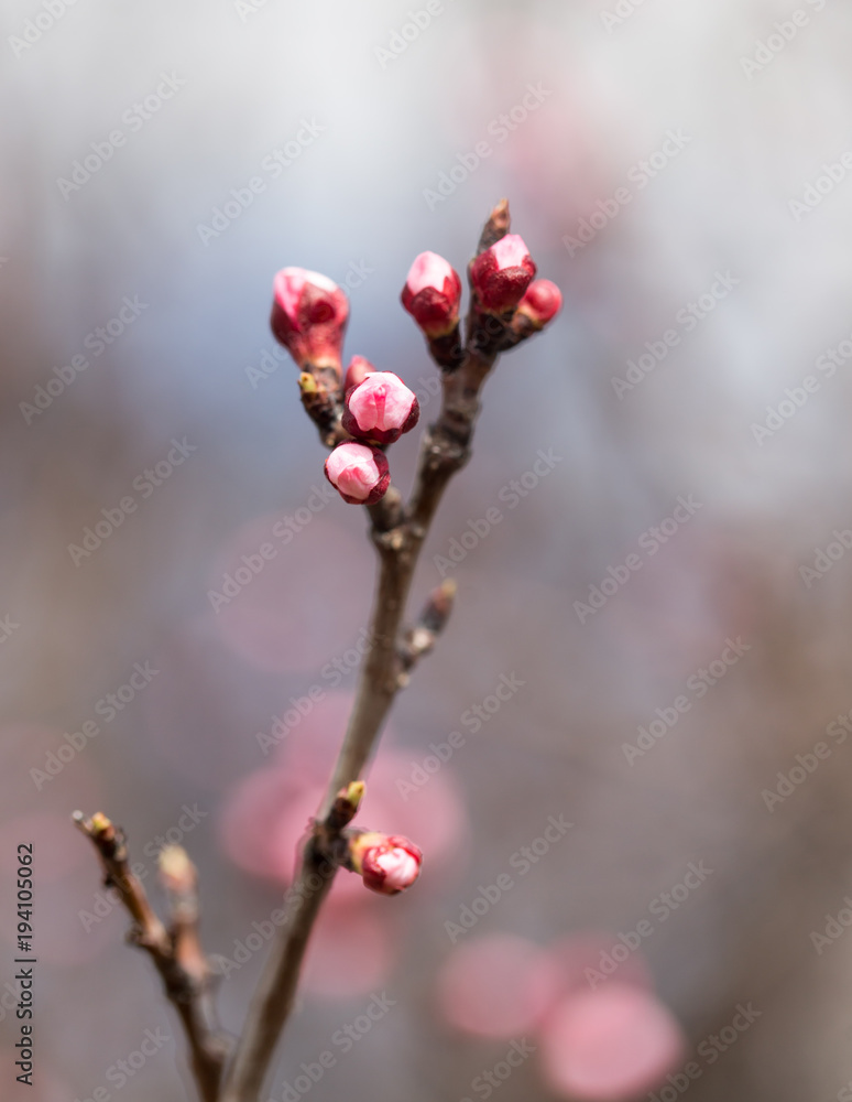 flowers in the buds on a tree branch flowers in the buds on a tree branch