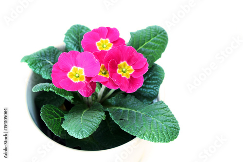 Spring flower primrose. Primula isolated on white background. Primula is a genus of herbaceous flowering plants . Macro. Copy space. Selective focus. Concept flowers.