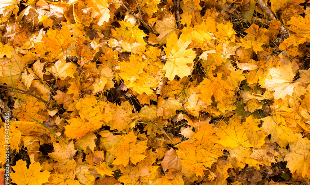 Yellow leaves on the ground in autumn Yellow leaves on the ground in autumn