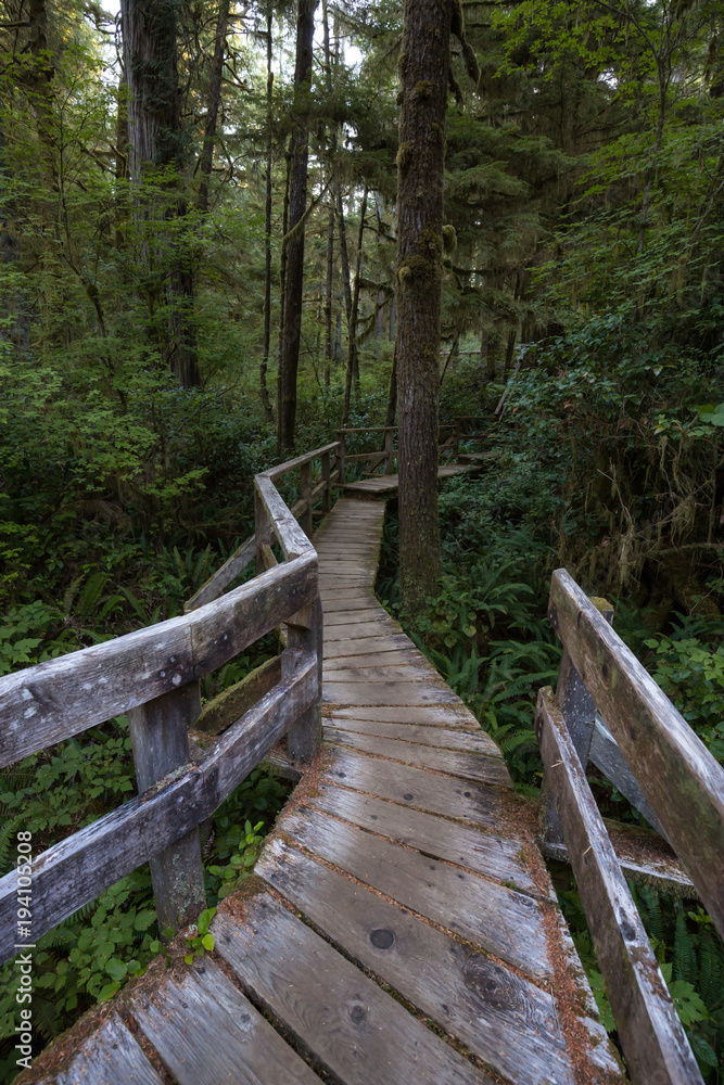 Fototapeta premium Beautiful wooden path thru the vibrant and green rain forest located near Tofino in Vancouver Island, British Columbia, Canada.