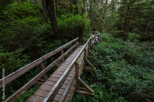 Beautiful wooden path thru the vibrant and green rain forest located near Tofino in Vancouver Island  British Columbia  Canada.