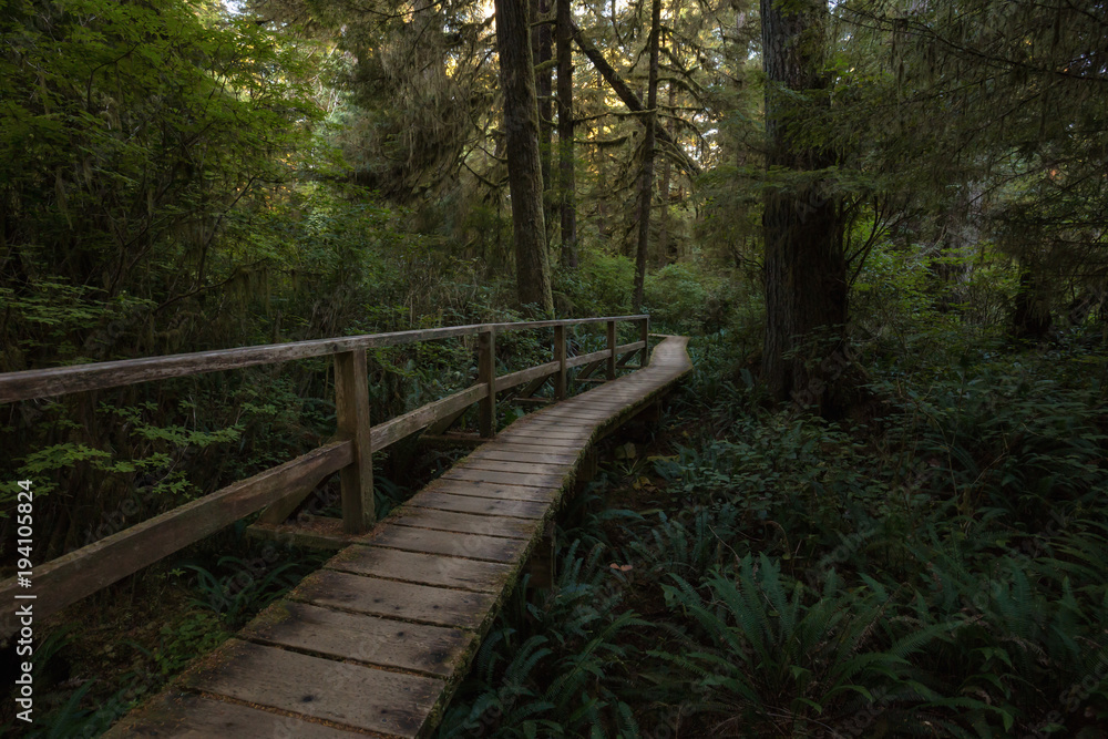 Beautiful wooden path thru the vibrant and green rain forest located near Tofino in Vancouver Island, British Columbia, Canada. Beautiful wooden path thru the vibrant and green rain forest located near Tofino in Vancouver Island, British Columbia, Canada.