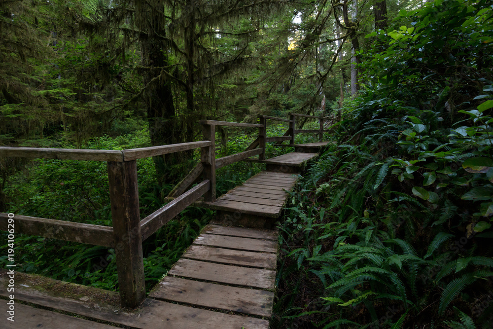 Fototapeta premium Beautiful wooden path thru the vibrant and green rain forest located near Tofino in Vancouver Island, British Columbia, Canada.