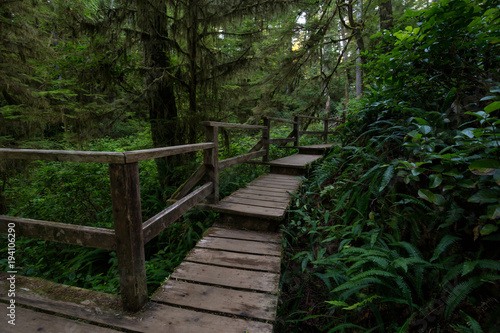 Beautiful wooden path thru the vibrant and green rain forest located near Tofino in Vancouver Island  British Columbia  Canada.