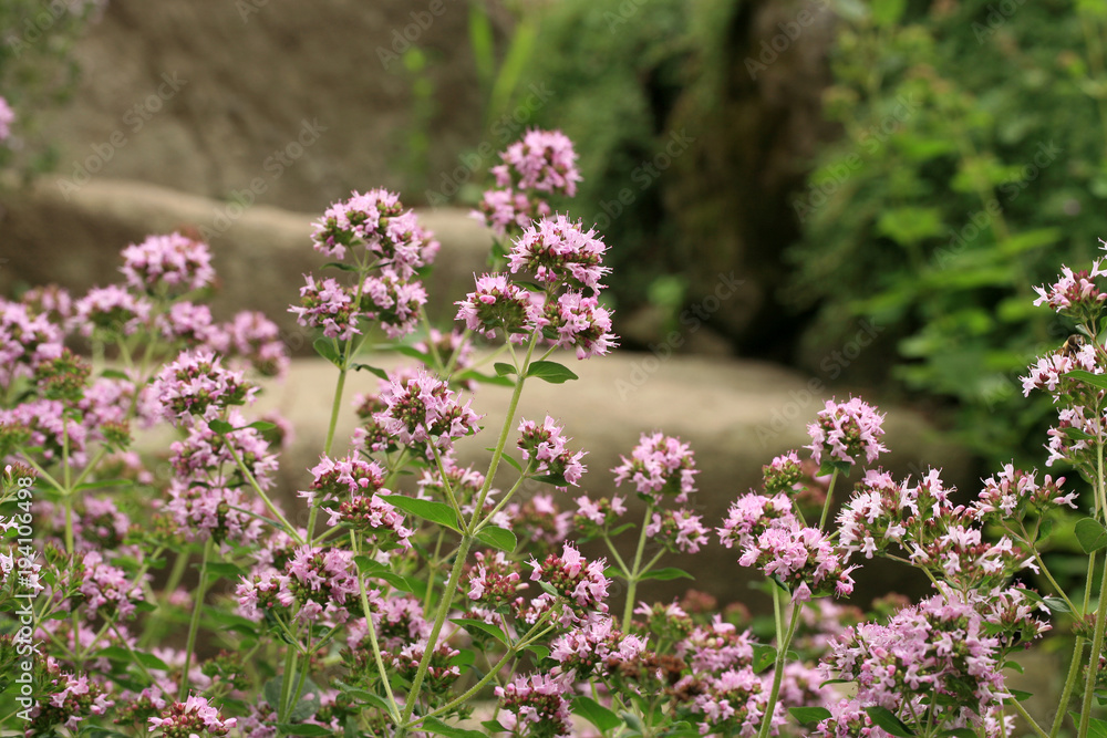 Macro oregano on the stone steps.  Healing plant in a country, rustic garden. Herbs in a home, perennial garden, friendly to insects, especially for bees.