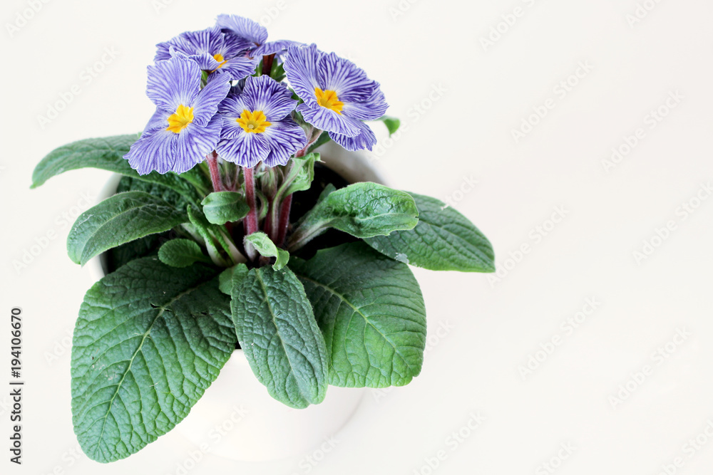 Spring flower primrose. Primula isolated on white background. Primula is a genus of herbaceous flowering plants . Macro. Copy space. Selective focus. Concept flowers. Spring flower primrose. Primula isolated on white background. Primula is a genus of herbaceous flowering plants . Macro. Copy space. Selective focus. Concept flowers.