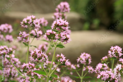 Macro oregano on the stone steps. Healing plant in a country, rustic garden. Herbs in a home, perennial garden, friendly to insects, especially for bees.