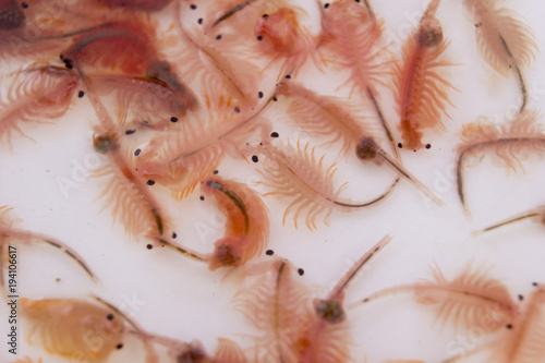 Canvas Print Artemia (Brine shrimp, Sea-monkey) on white background