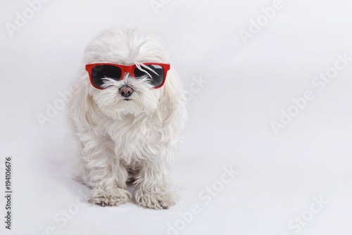Fototapeta Naklejka Na Ścianę i Meble -  perro gracioso con gafas de sol